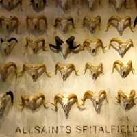 AllSaints Retail